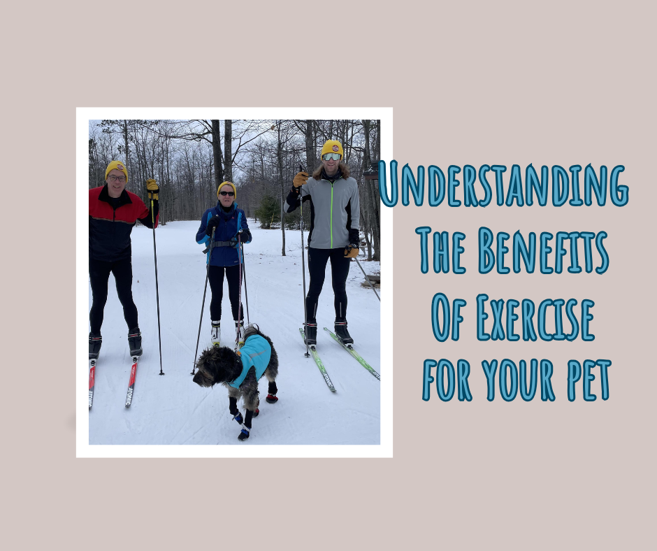 It's Not All Fun & Games: Exercise is Crucial for Your Pet's Health!