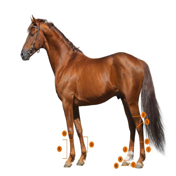 Back on Track Performance Bell Boots