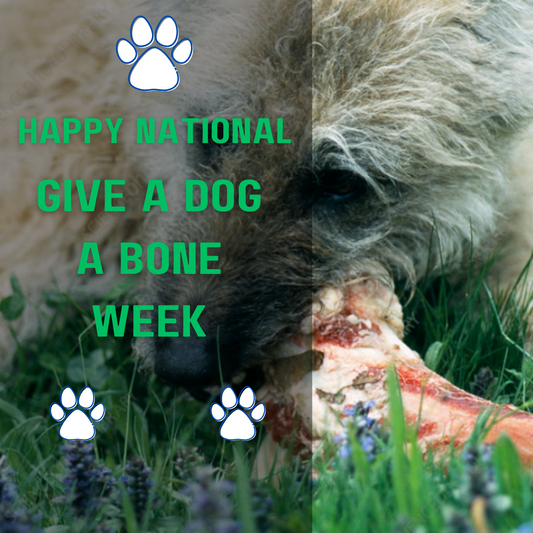 National Give a Dog a Bone Week: Healthy Chewing Choices for Your Dog