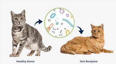 Fecal Microbiome Transfer (FMT) in Pets: A Revolutionary Approach to Gastrointestinal Health