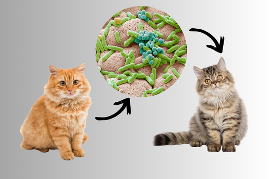 Fecal Microbiome Transfer (FMT) in Pets: A Revolutionary Approach to Gastrointestinal Health
