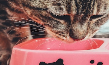 Transitioning Your Cat From Dry to Wet Food