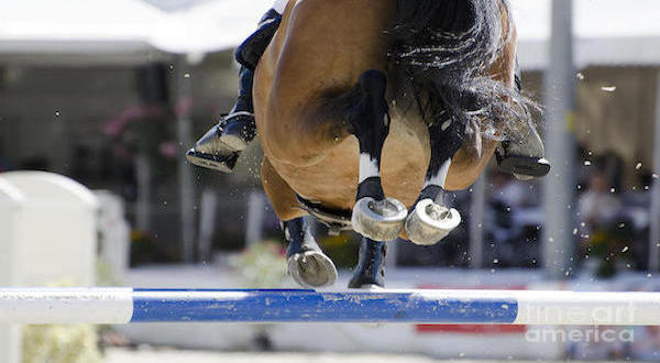 Equine - Joint Supplements for Horses