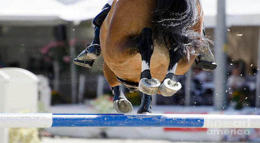 Equine - Joint Supplements for Horses