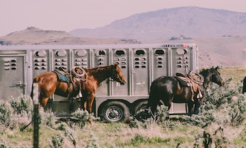 Safe Travels with your Equine Partner -